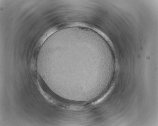 X0000087700905200706011742