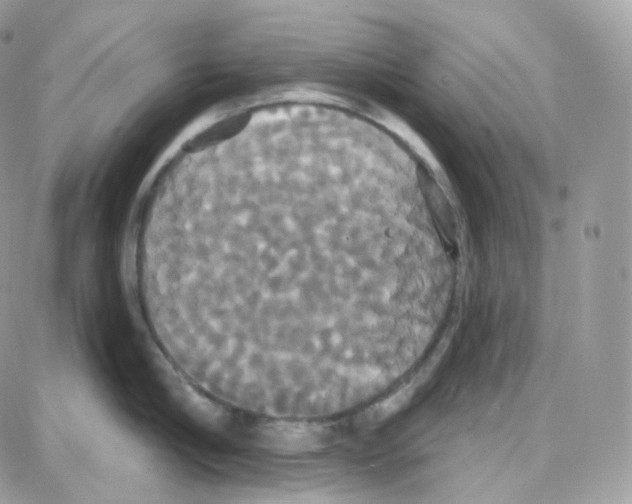 X0000087700910200706011741