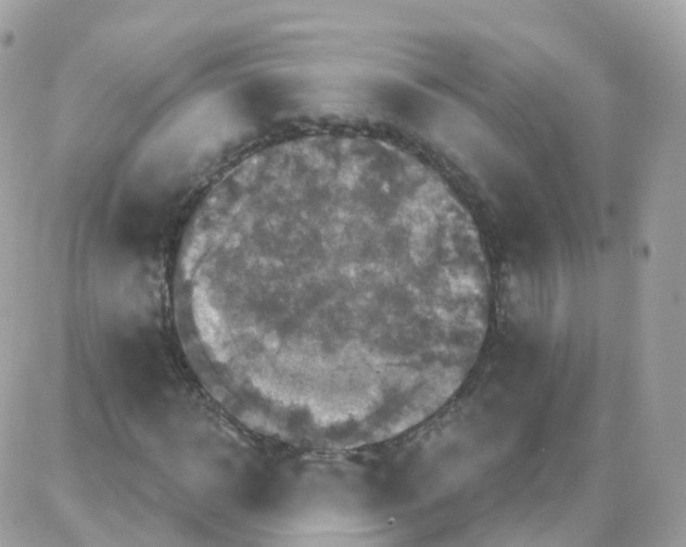 X0000087700918200706011741