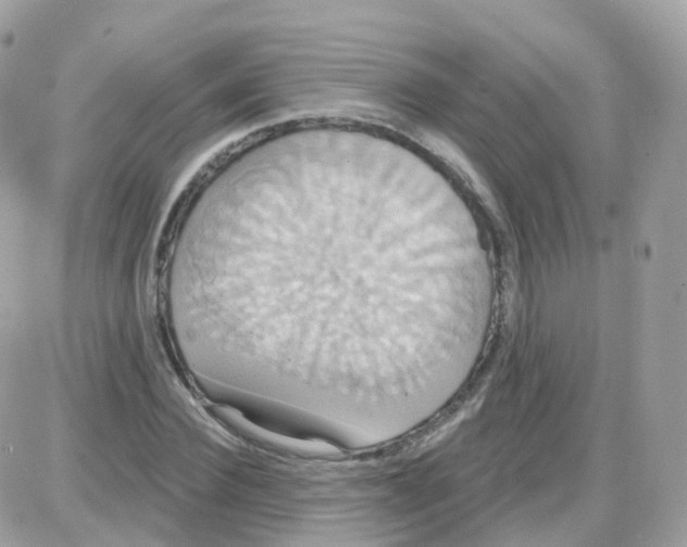 X0000087700924200706011741