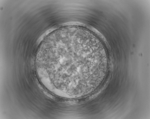 X0000087700937200706011741