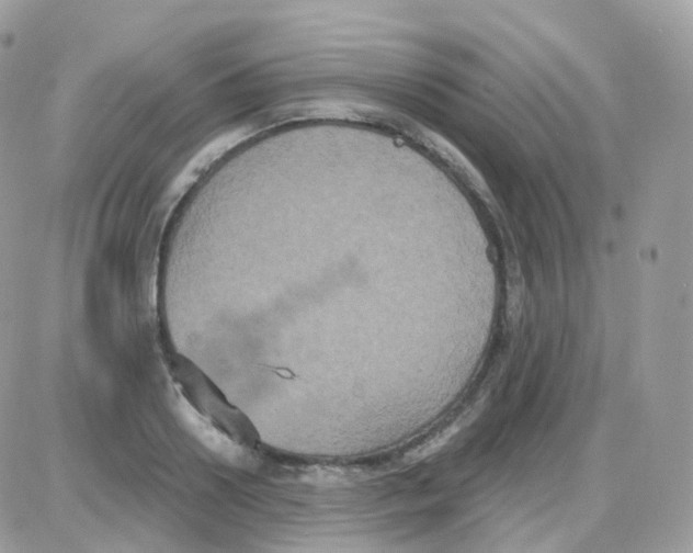 X0000087700938200706011741