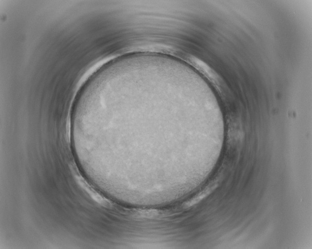 X0000087700940200706011741