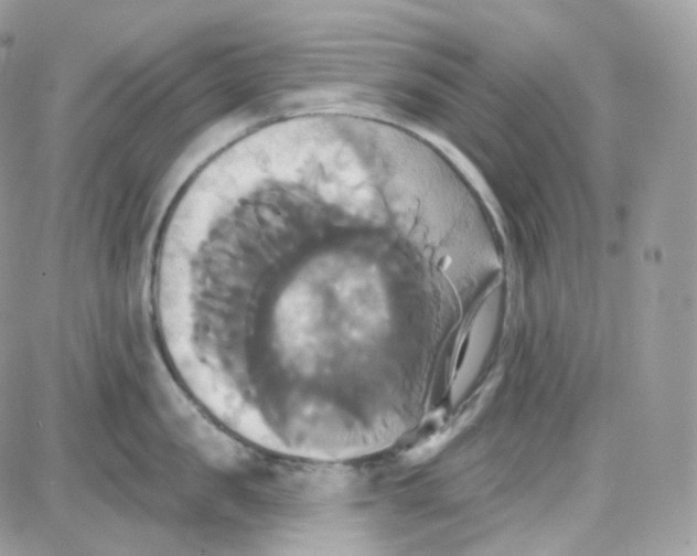 X0000087700957200706011741