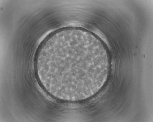 X0000087700972200706011740