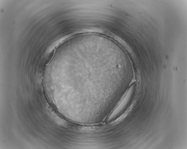 X0000087700985200706011740