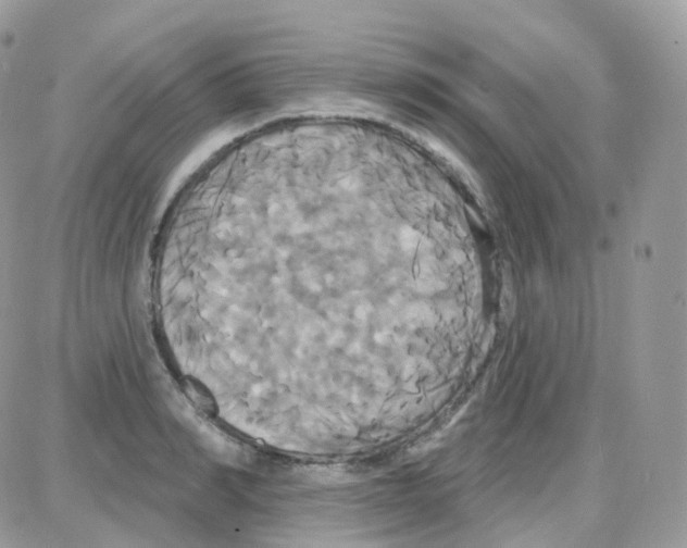 X0000087700990200706011740