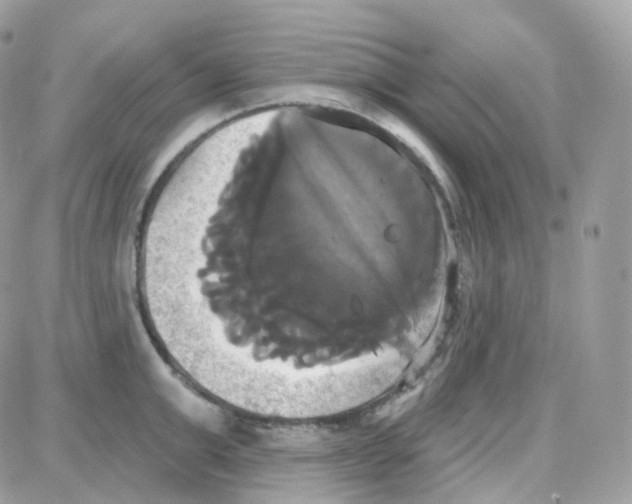 X0000087700999200706011740