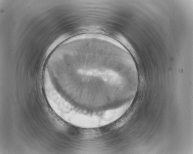 X0000087701002200706011740