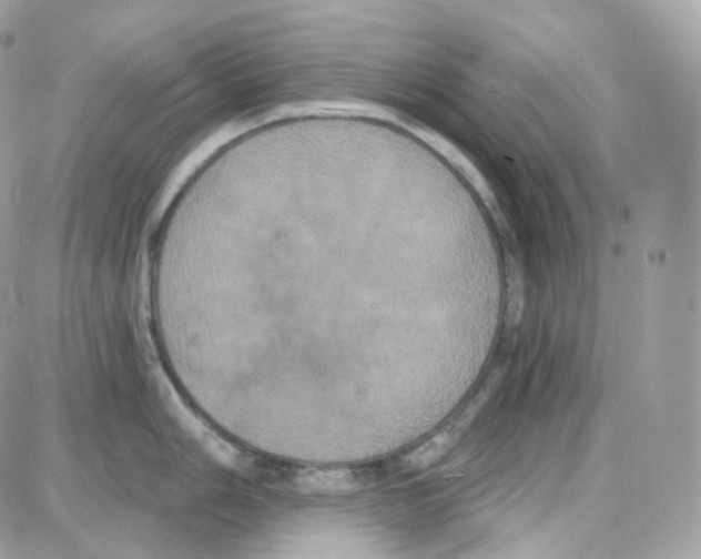 X0000087701006200706011740