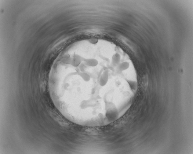 X0000087701015200706011739