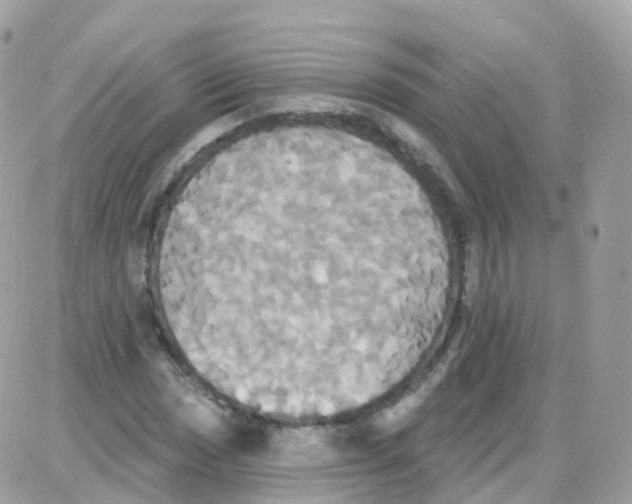 X0000087701017200706011739