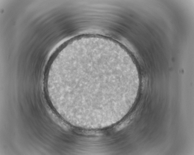 X0000087701020200706011739