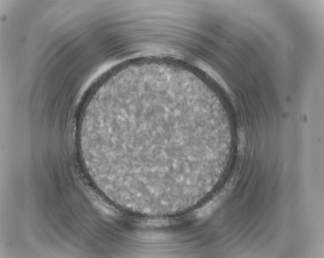 X0000087701021200706011739