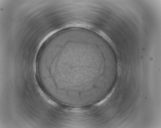 X0000087701028200706011739