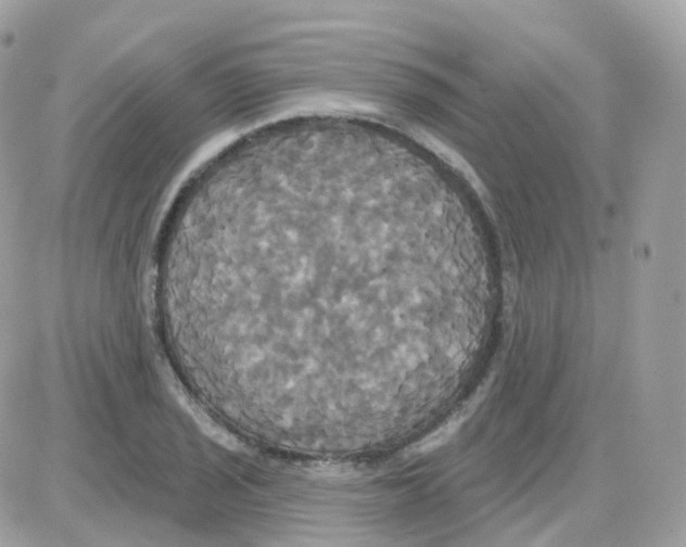 X0000087701029200706011739