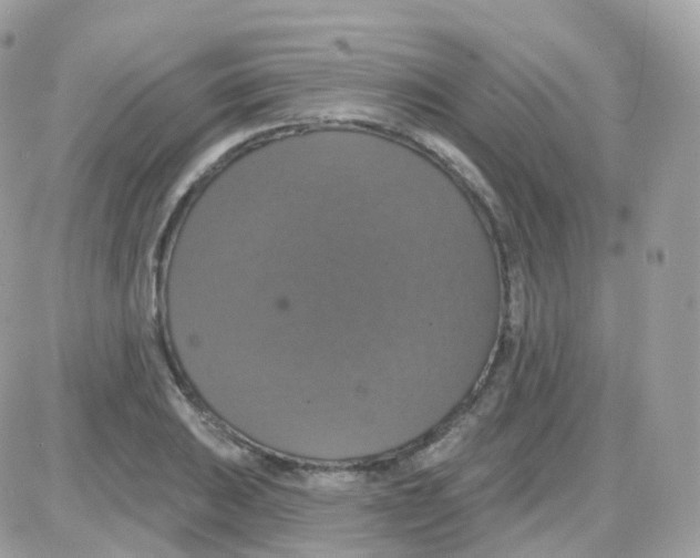 X0000087701031200706011739