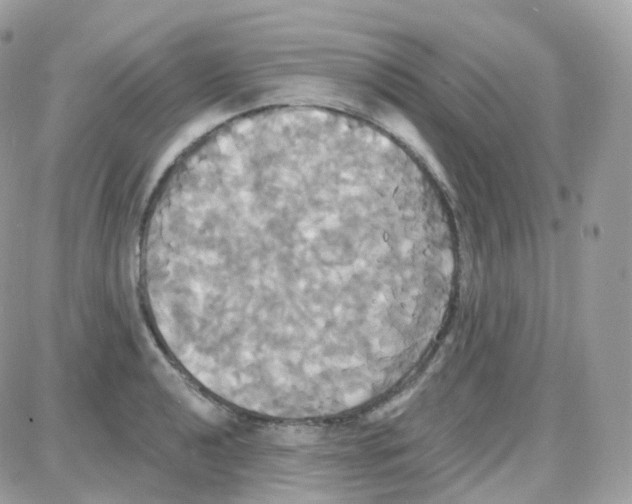 X0000087701040200706011740