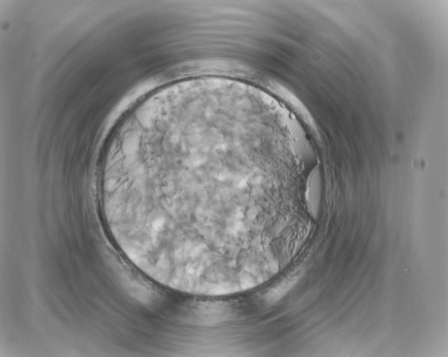 X0000087701043200706011740