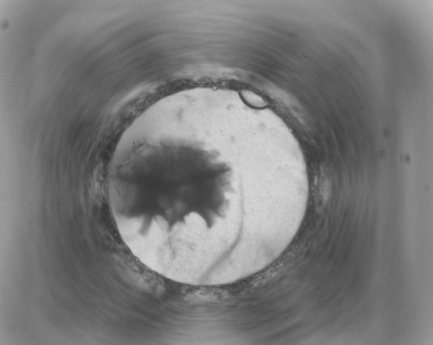 X0000087701063200706011739