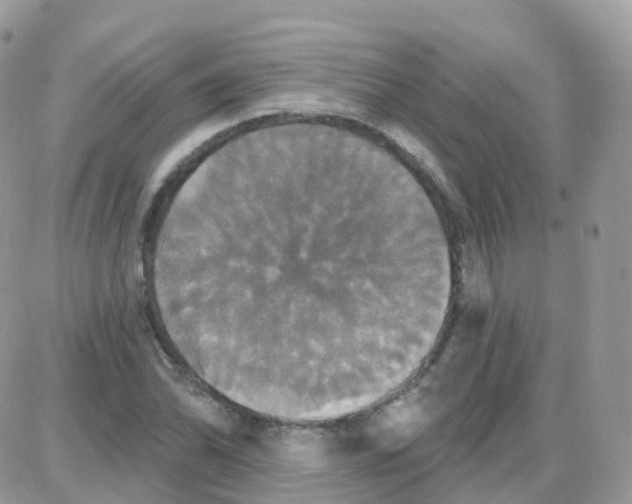 X0000087701070200706011739