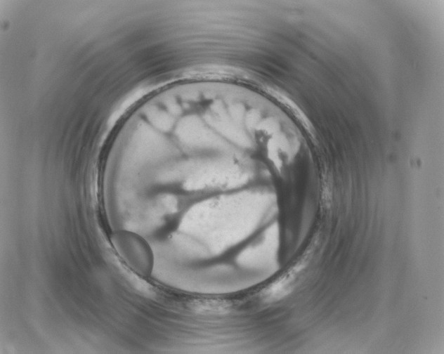 X0000087701083200706011739