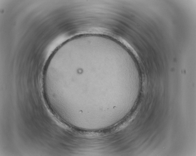 X0000087701085200706011739