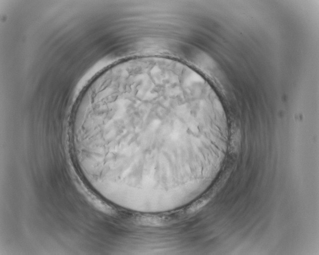 X0000087701086200706011739