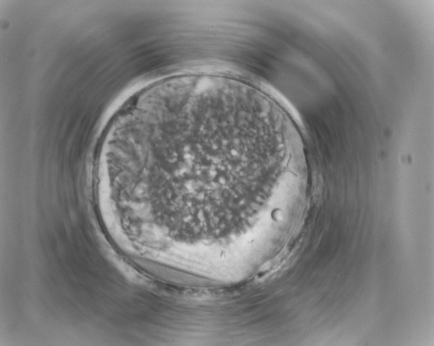 X0000087701099200706011738