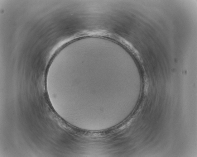 X0000087701174200706011737