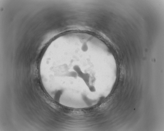 X0000087701215200706011736