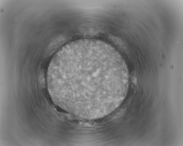 X0000087701252200706011736