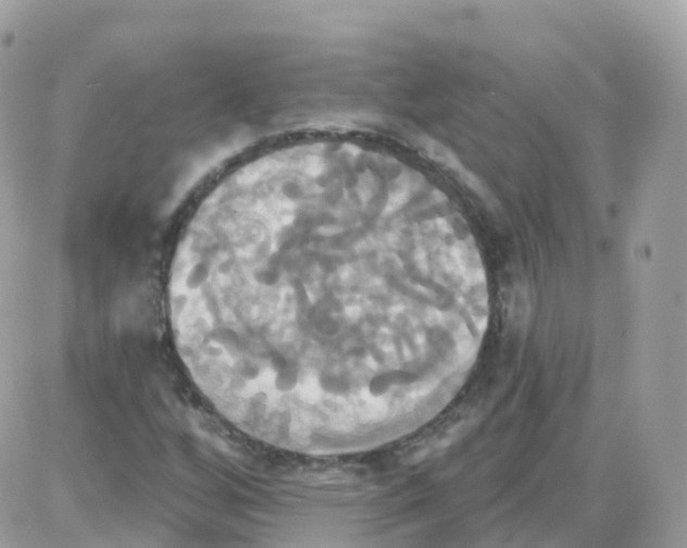 X0000087701256200706011736