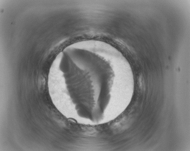 X0000087701302200706011734