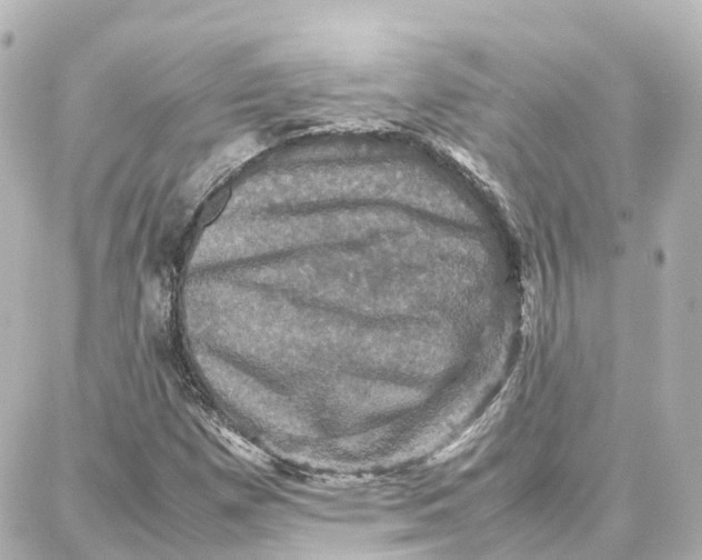 X0000087711257200705251750