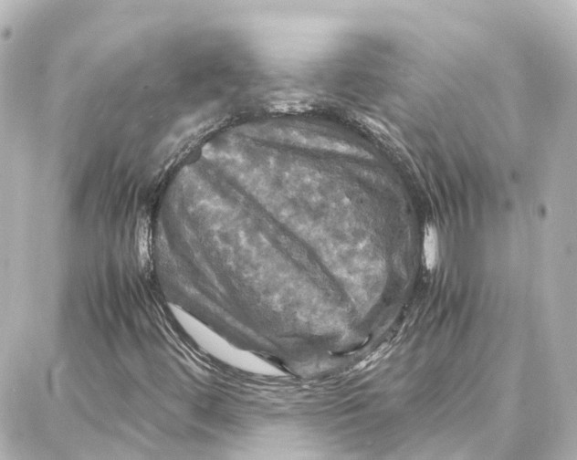 X0000087711444200705251747