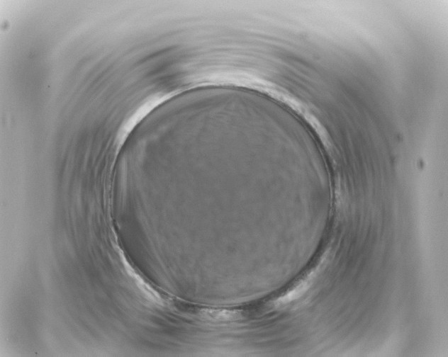 X0000087711529200705251746