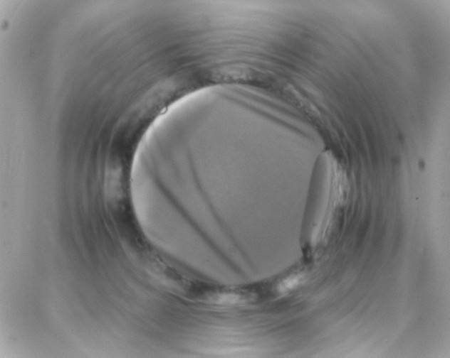 X0000087710224200706011818