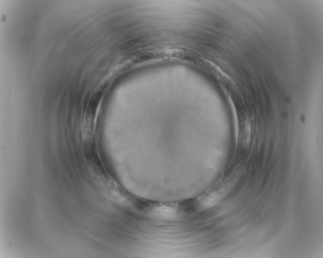 X0000087710236200706011817