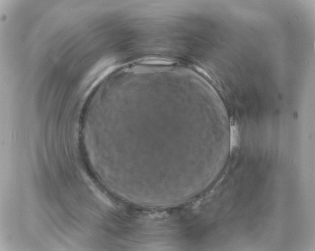 X0000087710243200706011817