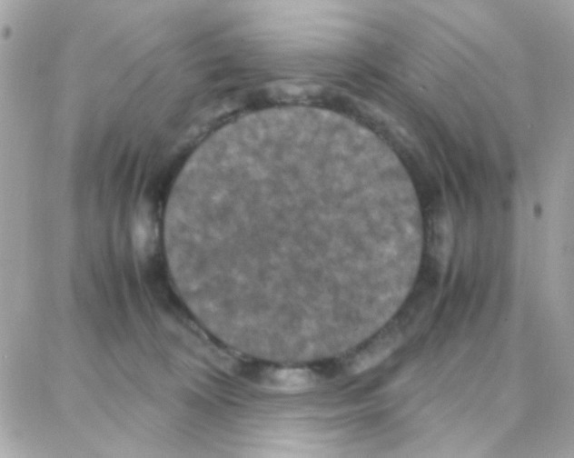X0000087710324200706011816