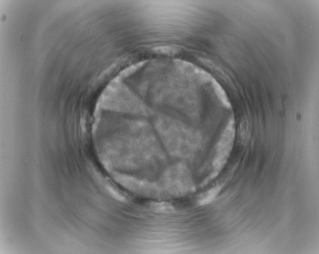 X0000087710424200706011814