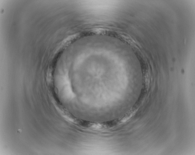 X0000087710611200706011811