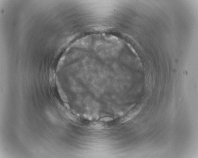 X0000087710624200706011811