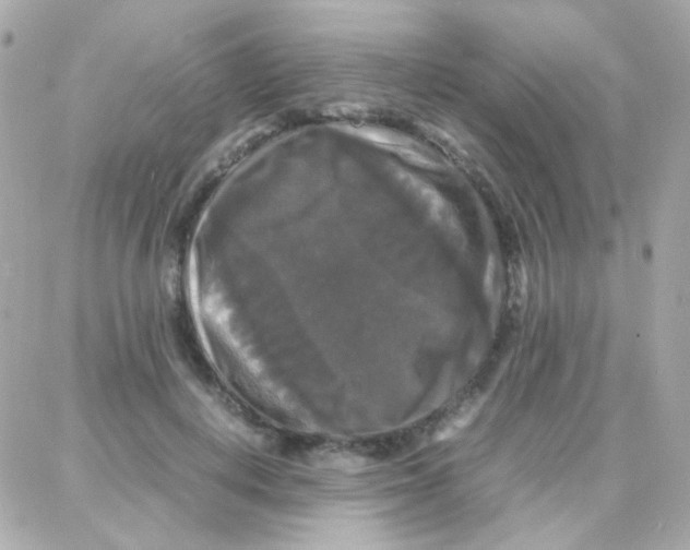 X0000087710648200706011811