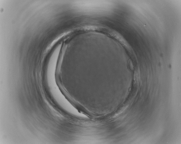 X0000087710722200706011809