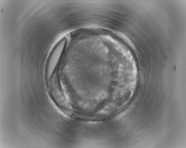 X0000087710839200706011808