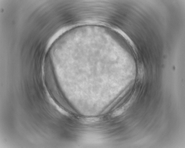 X0000087711294200706011800