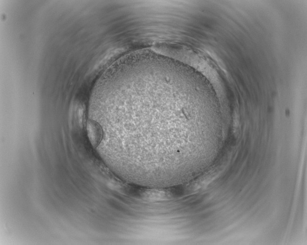 X0000087740123200705211022