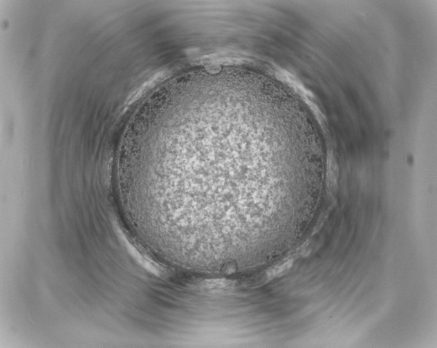 X0000087740153200705211021